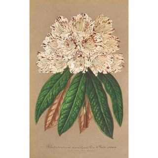 Rhododendron Grand Duc de Bade - Charles Antoine Lemaire — artwork view