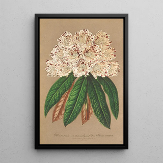 Rhododendron Grand Duc de Bade - Charles Antoine Lemaire — framed artwork on a wall