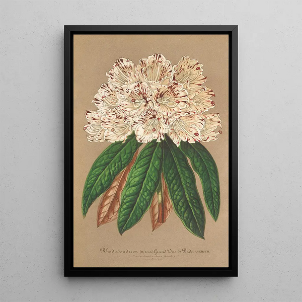 Rhododendron Grand Duc de Bade - Charles Antoine Lemaire — framed artwork on a wall