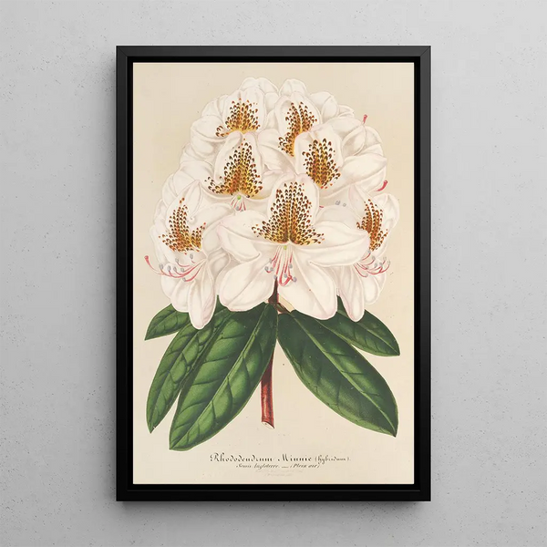 Reproduction of the painting Rhododendron Minnie - Charles Antoine Lemaire