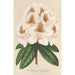 Reproduction of the painting Rhododendron Minnie - Charles Antoine Lemaire