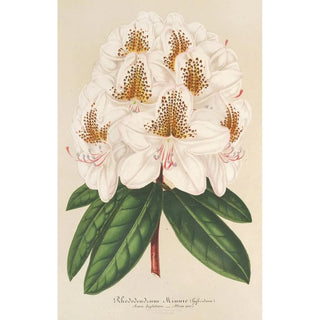 Reproduction of the painting Rhododendron Minnie - Charles Antoine Lemaire