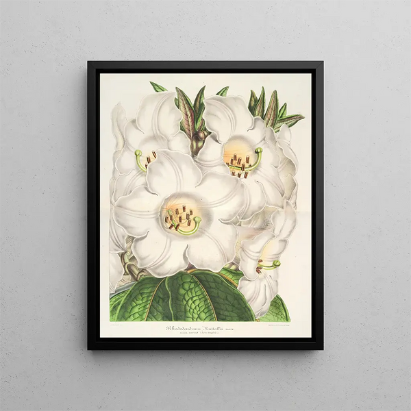 Rhododendron Nuttallii - Charles Antoine Lemaire — framed artwork on a wall