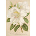 Rhododendron Sesterianum hybride - Charles Antoine Lemaire — artwork view