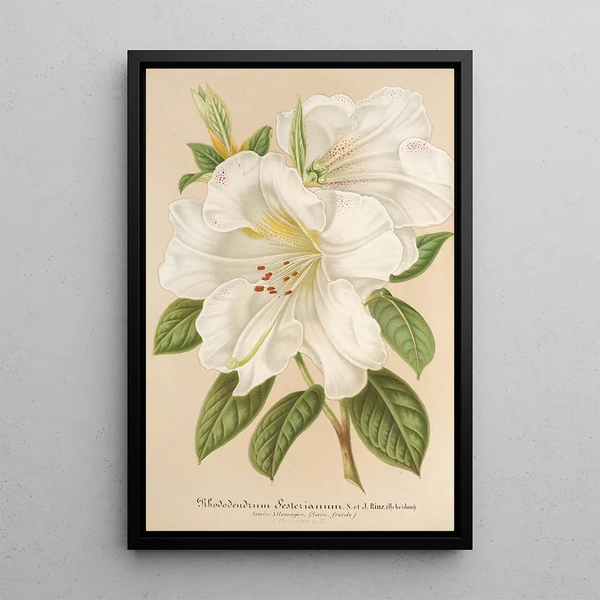 Rhododendron Sesterianum hybride - Charles Antoine Lemaire — framed artwork on a wall