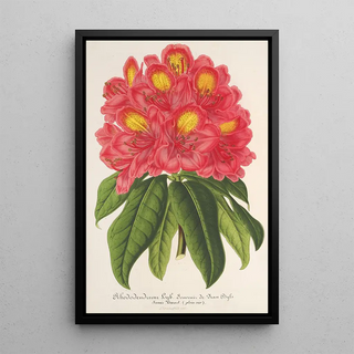 Reproduction of the painting Rhododendron Souvenir de Jean Byls - Charles Antoine Lemaire