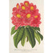 Reproduction of the painting Rhododendron Souvenir de Jean Byls - Charles Antoine Lemaire