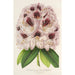 Rhododendron Verschaffeltii - Charles Antoine Lemaire — artwork view
