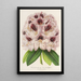 Rhododendron Verschaffeltii - Charles Antoine Lemaire — framed artwork on a wall