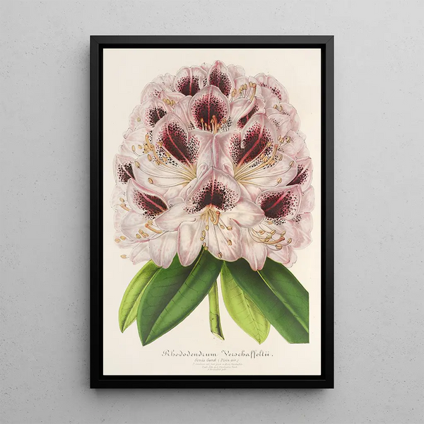Rhododendron Verschaffeltii - Charles Antoine Lemaire — framed artwork on a wall