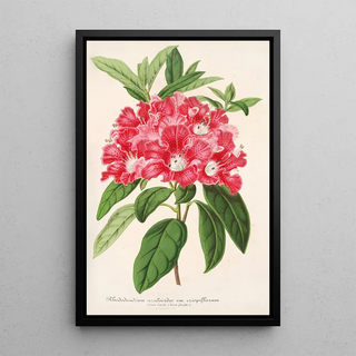 Reproduction of the painting Rhododendron azaleoides var. crispinorum - Charles Antoine Lemaire