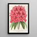 Reproduction of the painting Rhododendron formosum - Charles Antoine Lemaire