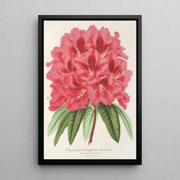 Reproduction of the painting Rhododendron formosum - Charles Antoine Lemaire