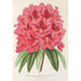 Reproduction of the painting Rhododendron formosum - Charles Antoine Lemaire