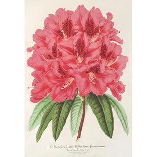 Reproduction of the painting Rhododendron formosum - Charles Antoine Lemaire