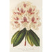 Rhododendron hybride Baron Osy - Charles Antoine Lemaire — artwork view