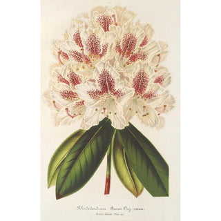Rhododendron hybride Baron Osy - Charles Antoine Lemaire — artwork view
