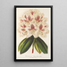 Rhododendron hybride Baron Osy - Charles Antoine Lemaire — framed artwork on a wall