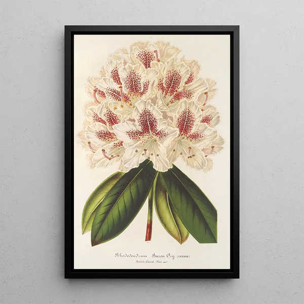 Rhododendron hybride Baron Osy - Charles Antoine Lemaire — framed artwork on a wall