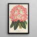 Reproduction of the painting Rhododendron hybridum Duchess of Nassau - Charles Antoine Lemaire