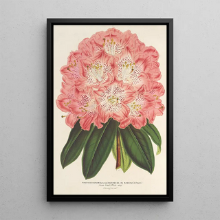 Reproduction of the painting Rhododendron hybridum Duchess of Nassau - Charles Antoine Lemaire