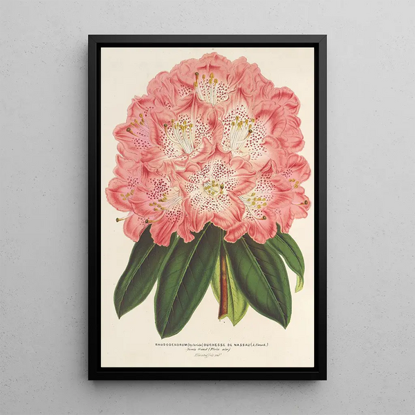 Reproduction of the painting Rhododendron hybridum Duchess of Nassau - Charles Antoine Lemaire