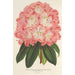 Reproduction of the painting Rhododendron hybridum Duchess of Nassau - Charles Antoine Lemaire