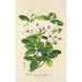 Rhododendron jasminiflorum - Charles Antoine Lemaire — artwork view