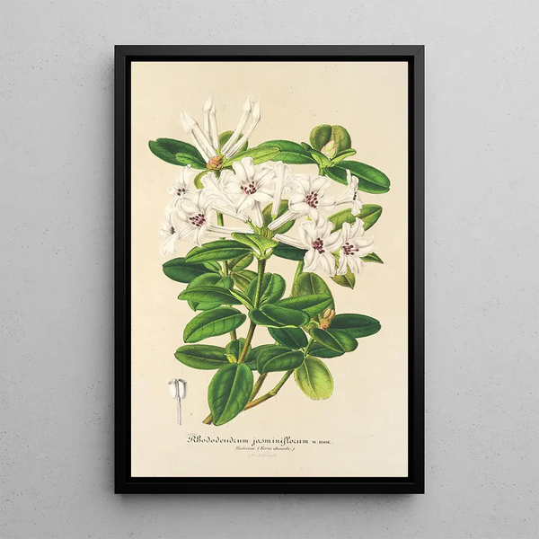 Rhododendron jasminiflorum - Charles Antoine Lemaire — framed artwork on a wall