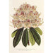 Rhododendron marginatopunctatum hybrid - Charles Antoine Lemaire — artwork view
