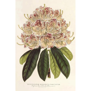 Rhododendron marginatopunctatum hybrid - Charles Antoine Lemaire — artwork view