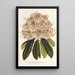 Rhododendron marginatopunctatum hybrid - Charles Antoine Lemaire — framed artwork on a wall