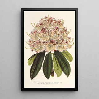 Rhododendron marginatopunctatum hybrid - Charles Antoine Lemaire — framed artwork on a wall