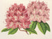 Rhododendron omniguttatum hybride - Charles Antoine Lemaire — artwork view