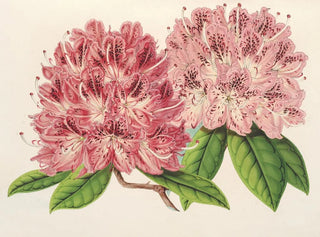 Rhododendron omniguttatum hybride - Charles Antoine Lemaire — artwork view