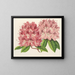 Rhododendron omniguttatum hybride - Charles Antoine Lemaire — framed artwork on a wall