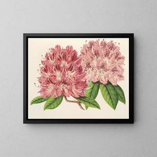 Rhododendron omniguttatum hybride - Charles Antoine Lemaire — framed artwork on a wall