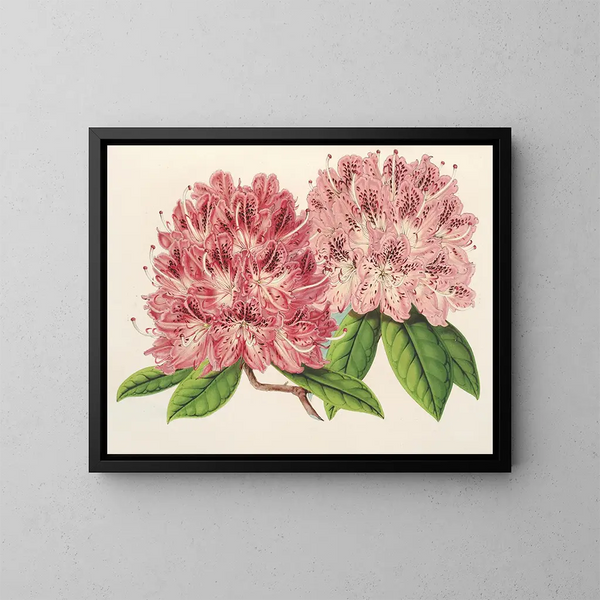 Rhododendron omniguttatum hybride - Charles Antoine Lemaire — framed artwork on a wall