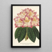 Reproduction of the painting Rhododendron ornatissimum hybride - Charles Antoine Lemaire