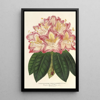 Reproduction of the painting Rhododendron ornatissimum hybride - Charles Antoine Lemaire
