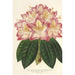 Reproduction of the painting Rhododendron ornatissimum hybride - Charles Antoine Lemaire