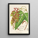 Reproduction of the painting Rhynchosia albonitens - Charles Antoine Lemaire
