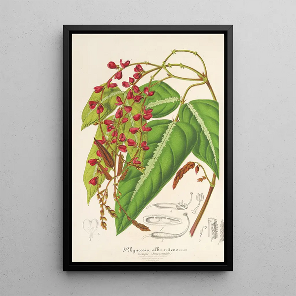 Reproduction of the painting Rhynchosia albonitens - Charles Antoine Lemaire