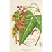 Reproduction of the painting Rhynchosia albonitens - Charles Antoine Lemaire
