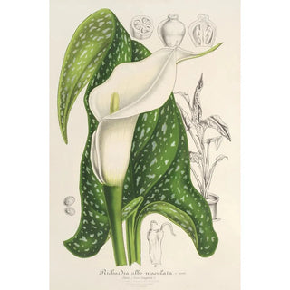 Reproduction of the painting Richardia albomaculata - Charles Antoine Lemaire