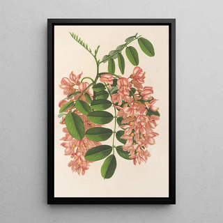Reproduction of the painting Robinia pseudacacia var. Decaisneana - Charles Antoine Lemaire