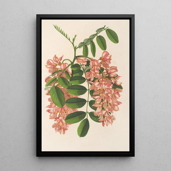 Reproduction of the painting Robinia pseudacacia var. Decaisneana - Charles Antoine Lemaire