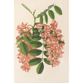 Reproduction of the painting Robinia pseudacacia var. Decaisneana - Charles Antoine Lemaire