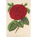 Rose Duchess of Mdina - Charles Antoine Lemaire — artwork view