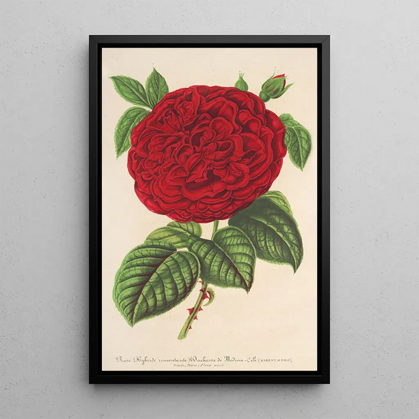 Rose Duchess of Mdina - Charles Antoine Lemaire — framed artwork on a wall